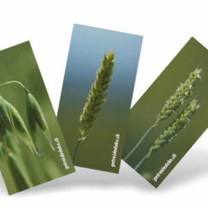 Kartenserie Getreide von Getreidedeko Künzi