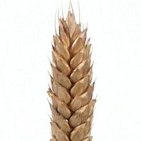 Weizen “Poppeli”