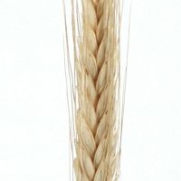 Triticale