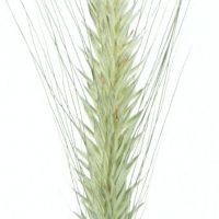 Triticale grün